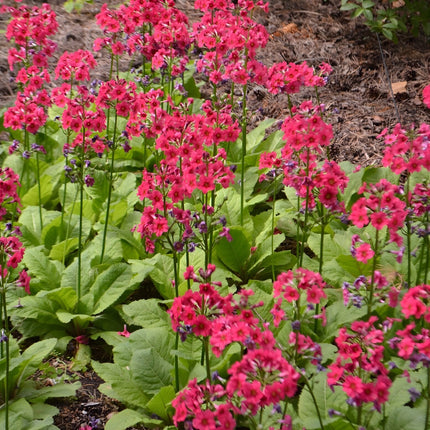 Primula japonica