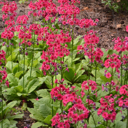 Primula japonica
