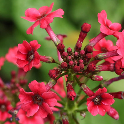 Primula japonica