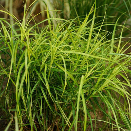 Carex muskingumensis