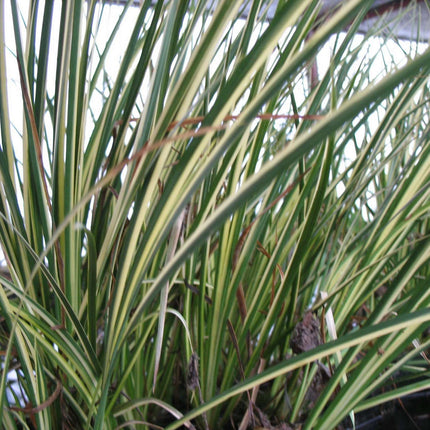 Acorus gramineus variegatus