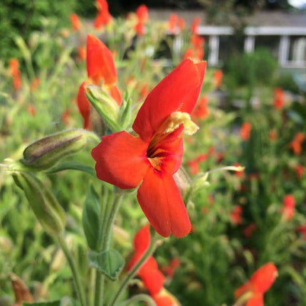 Mimulus cardinalis