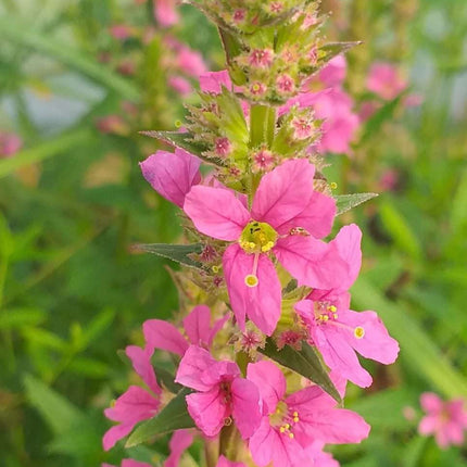 Lythrum salicaria 'Robert'