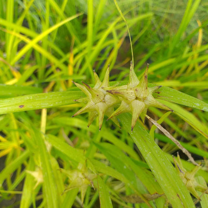 Carex grayi