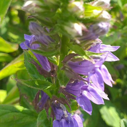 Lobelia siphilitica