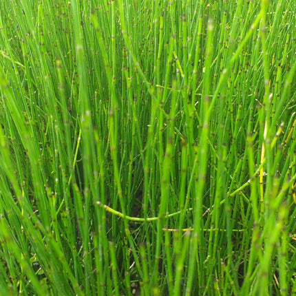 Equisetum scirpoides
