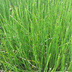1 / 7cm Bareroot