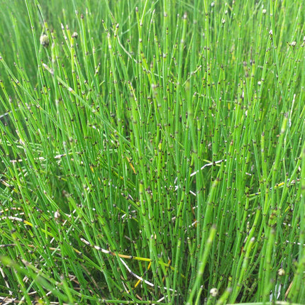 Equisetum scirpoides
