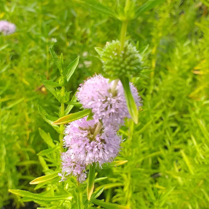 Mentha aquatica