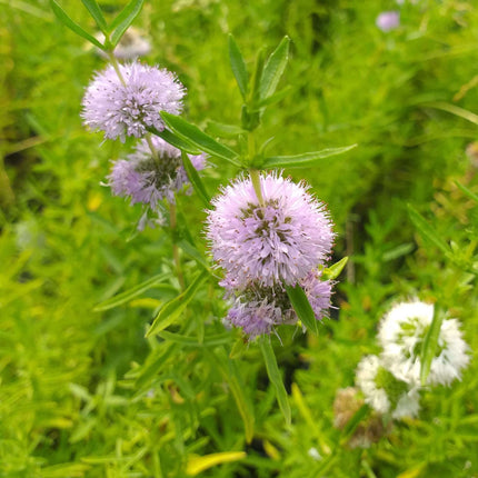 Mentha aquatica