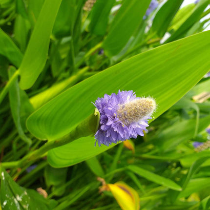 Pontederia cordata lanceolata