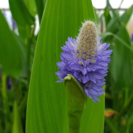 Pontederia cordata lanceolata