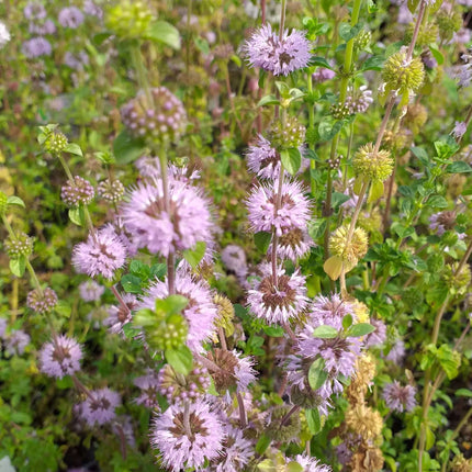 Mentha pulegium