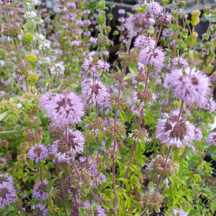 Mentha aquatica