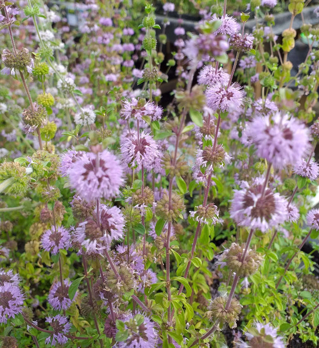 Mentha pulegium