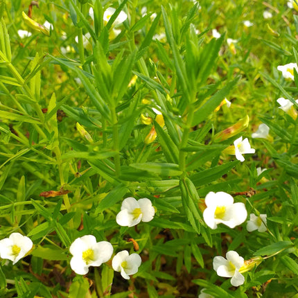 Gratiola officinalis