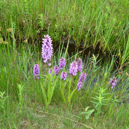 Dactylorhiza majalis praetermissa
