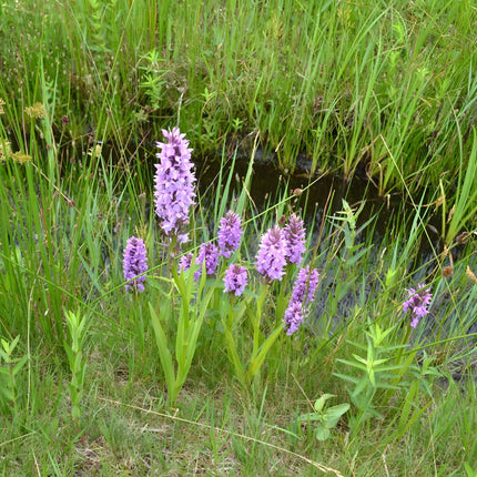 Dactylorhiza majalis praetermissa