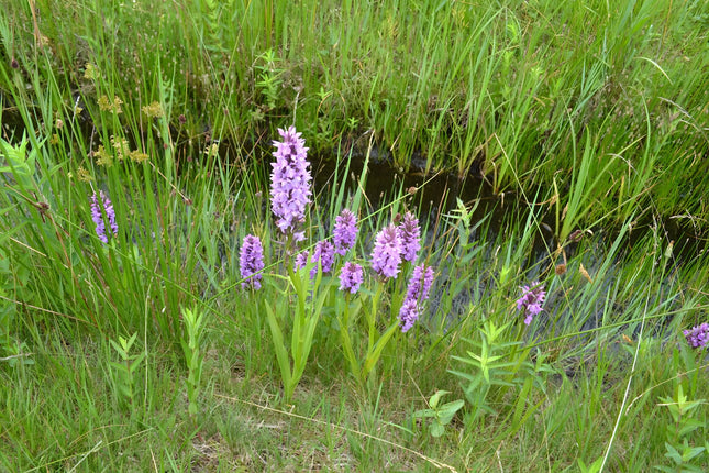 Dactylorhiza majalis praetermissa