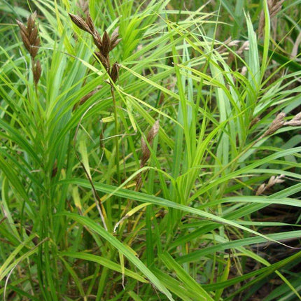 Carex riparia