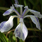 1 / 7cm Bareroot