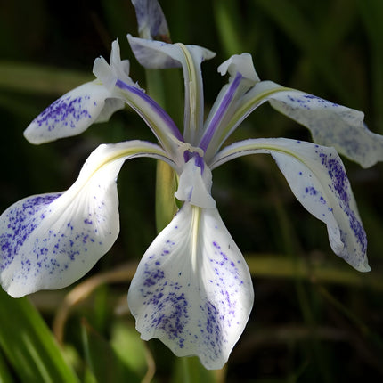 Iris laevigata 'Mottled Blue'