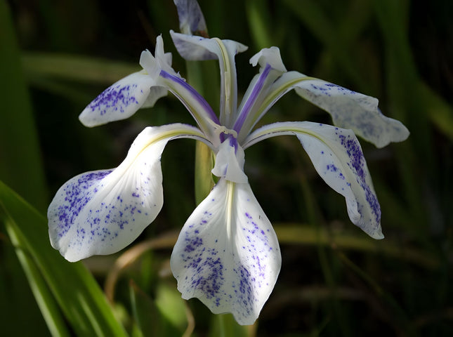 Iris laevigata 'Mottled Blue'