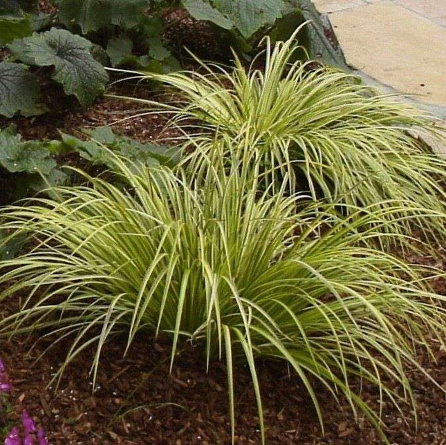 Acorus gramineus 'Ogon'