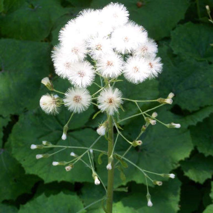 Petasites albus