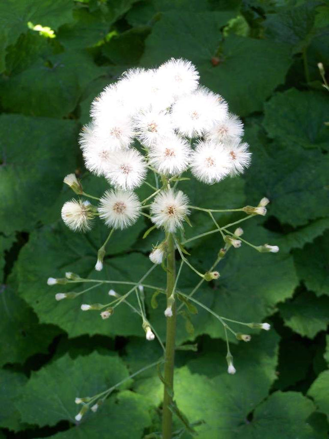 Petasites albus