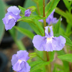 1 / 7cm Bareroot