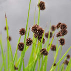 1 / 7cm Bareroot