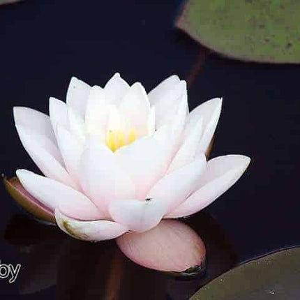 Nymphaea 'Chubby'