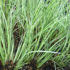 1 / 7cm Bareroot