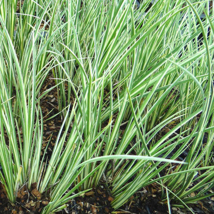 Acorus gramineus 'Argenteostriatus'