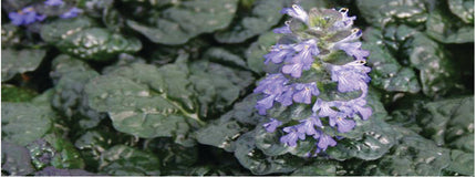 Ajuga pyramidalis 'Metallica Crispa'