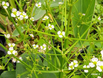 Alisma parviflorum