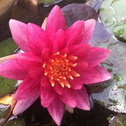 Nymphaea 'Andreana'