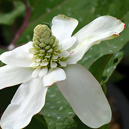 Anemopsis californica