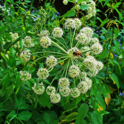 Angelica archangelica