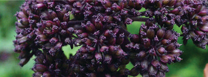Angelica gigas