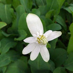 1 / 7cm Bareroot