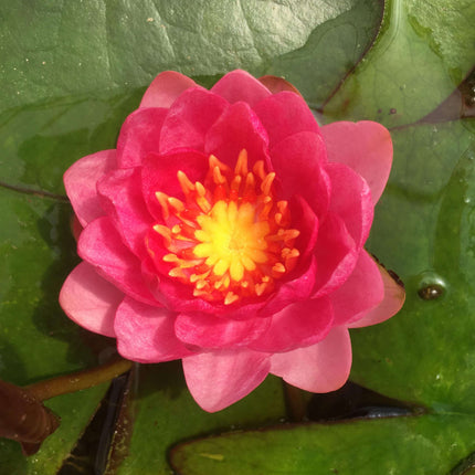 Nymphaea 'Arethusa'