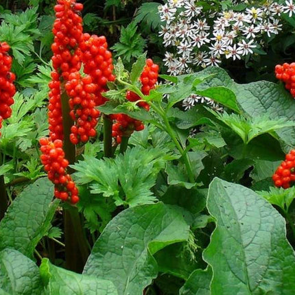 Arum italicum