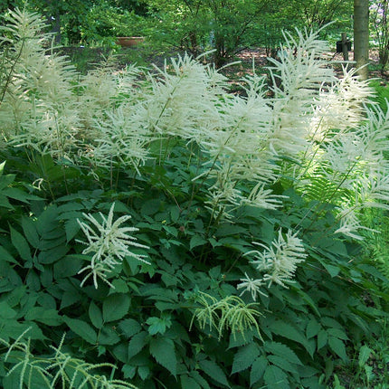 Aruncus dioicus