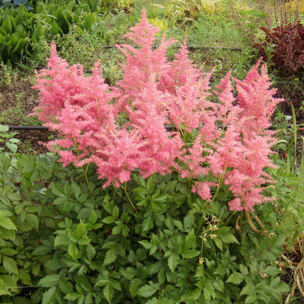 Astilbe Salmon Pink 'Strassenfeder'