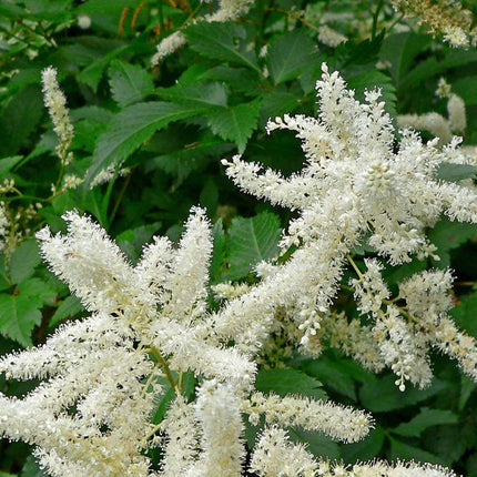 Astilbe 'Avalanche'
