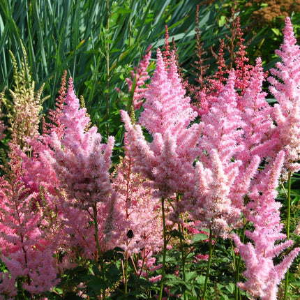 Astilbe Pink 'Erika'