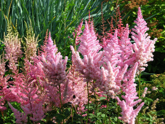 Astilbe Pink (Erika) - Marginal Pond Plants - BP013