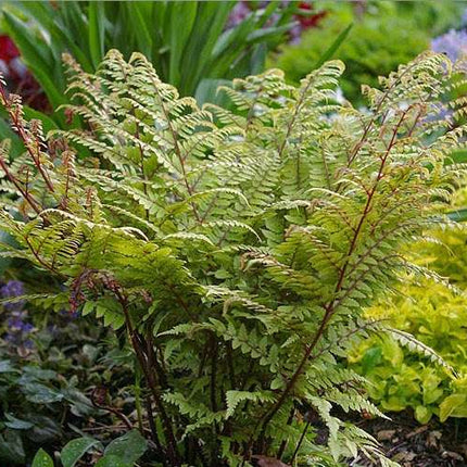 Athyrium otophorum 'Okanum'